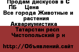 Продам дискусов в С-ПБ. › Цена ­ 3500-4500 - Все города Животные и растения » Аквариумистика   . Татарстан респ.,Чистопольский р-н